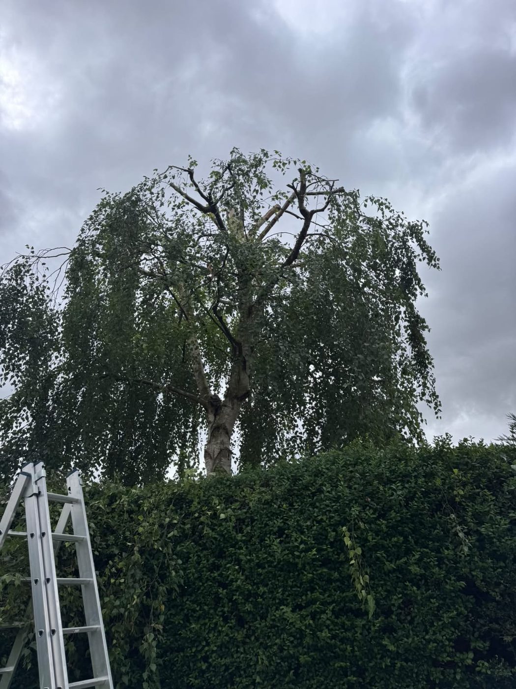 A weeping birch part-dismantled, the upper limbs cut back to pale stubs with the weeping crown still hanging below