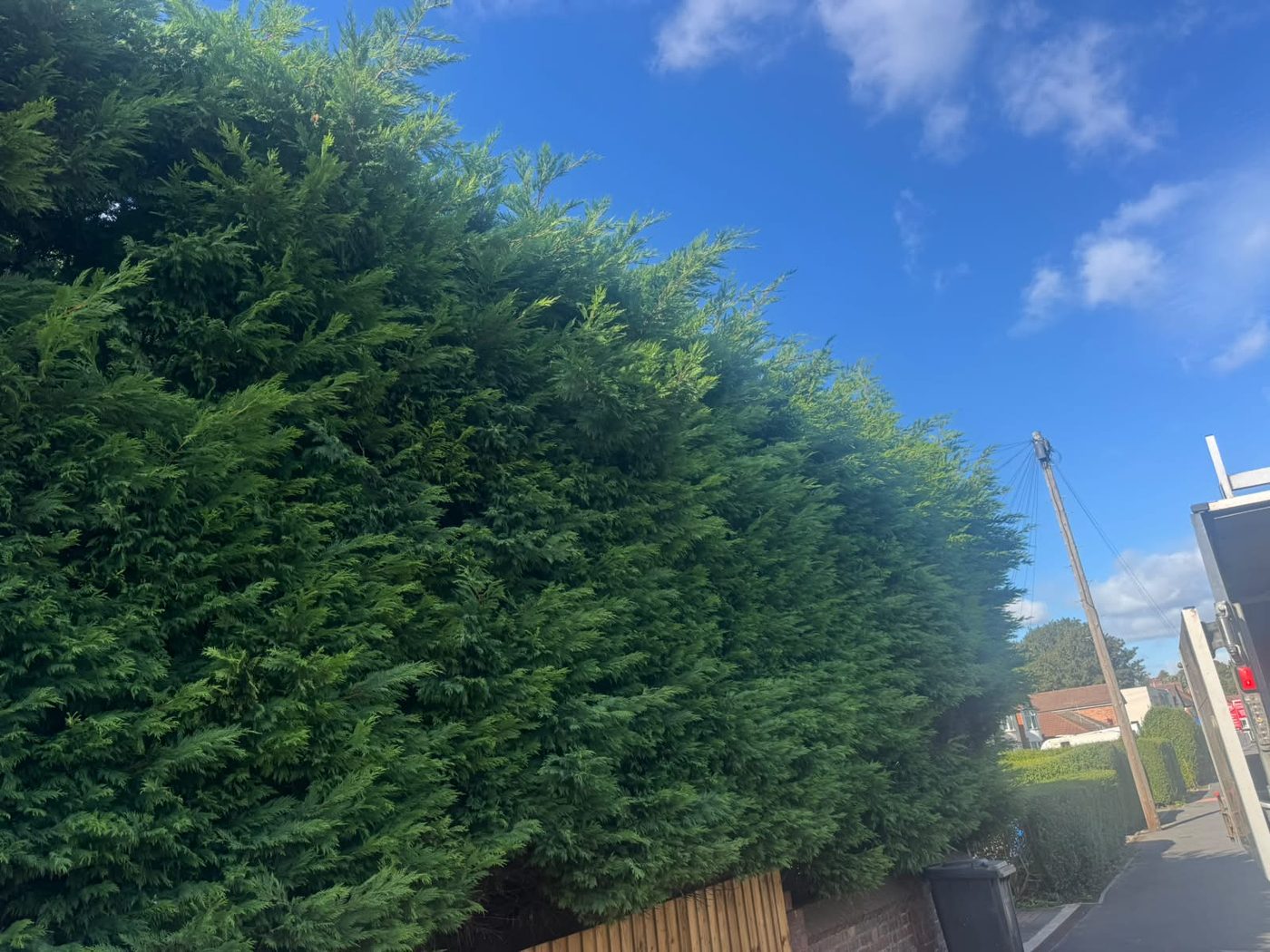 The same conifer hedge from further along the pavement, bulging above the fence line for the whole length of the run