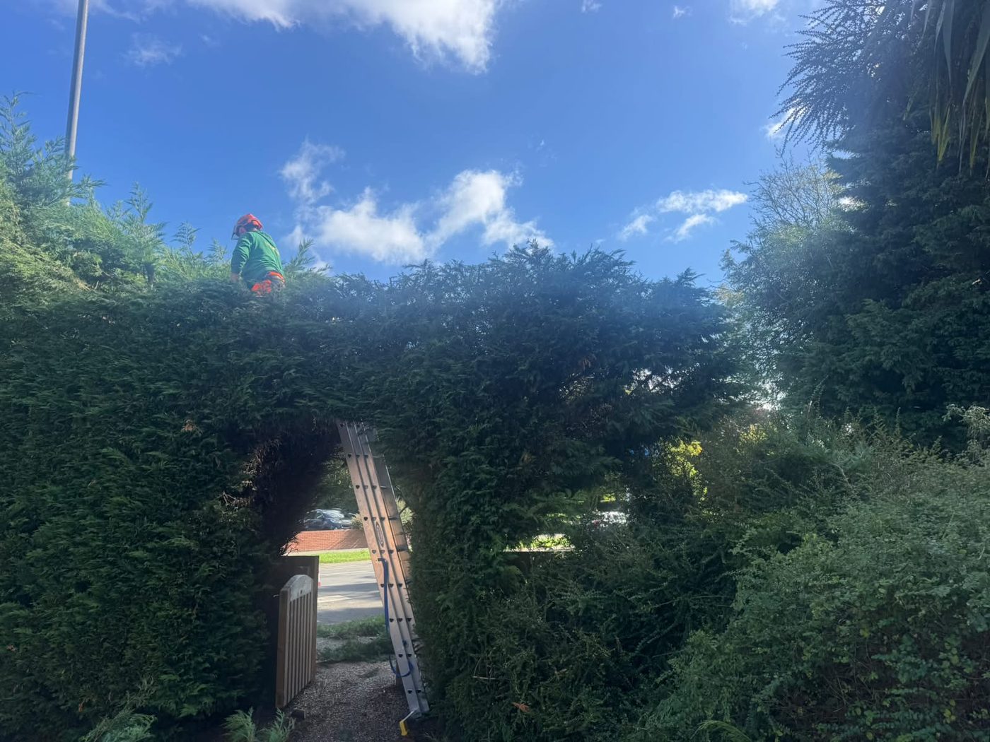 A tree surgeon in a helmet working along the top of a tall conifer hedge, with a ladder standing at the archway cut through it